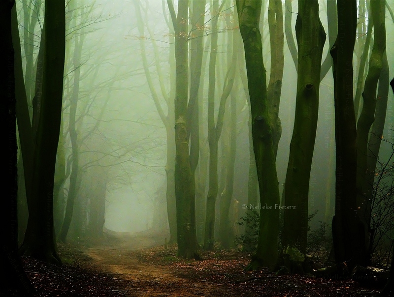 3cheeks82's tweet photo. Whispers In The Dark 
📷by Nelleke Pieters https://t.co/EbowKhbP3k