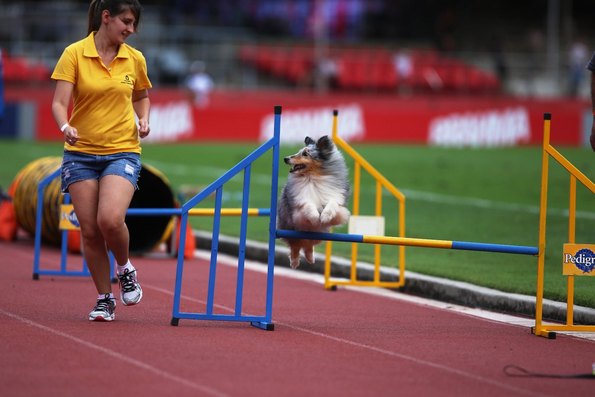 SaoPauloFC's tweet photo. 🐶 Há seis anos, o São Paulo promoveu uma ação de adoção e cuidados com cães, com apoio de ONGs da causa animal. 

O time entrou em campo com muitos doguinhos, que fizeram a festa no Morumbi. 😍 https://t.co/62Pm5vIw15
