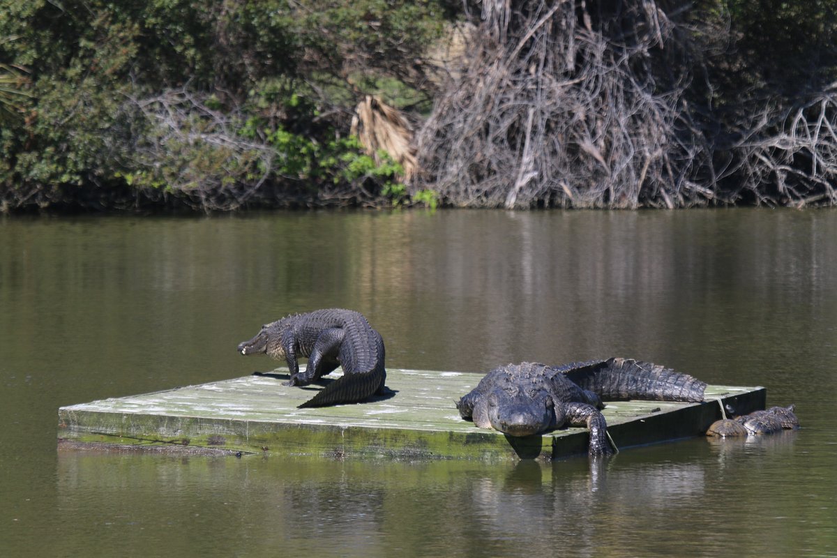 maryalicemonroe's tweet photo. Have you read my #middlegradefiction book, #THEISLANDERS? This is a glimpse of the wild wonder that lives on #DeweesIsland, SC--the setting of my book. Loggerheads, coyotes, egrets, alligators, and many many more creatures! Photos by: @judyondewees #readtheislanders @SimonKIDS https://t.co/xuV68ixpgm