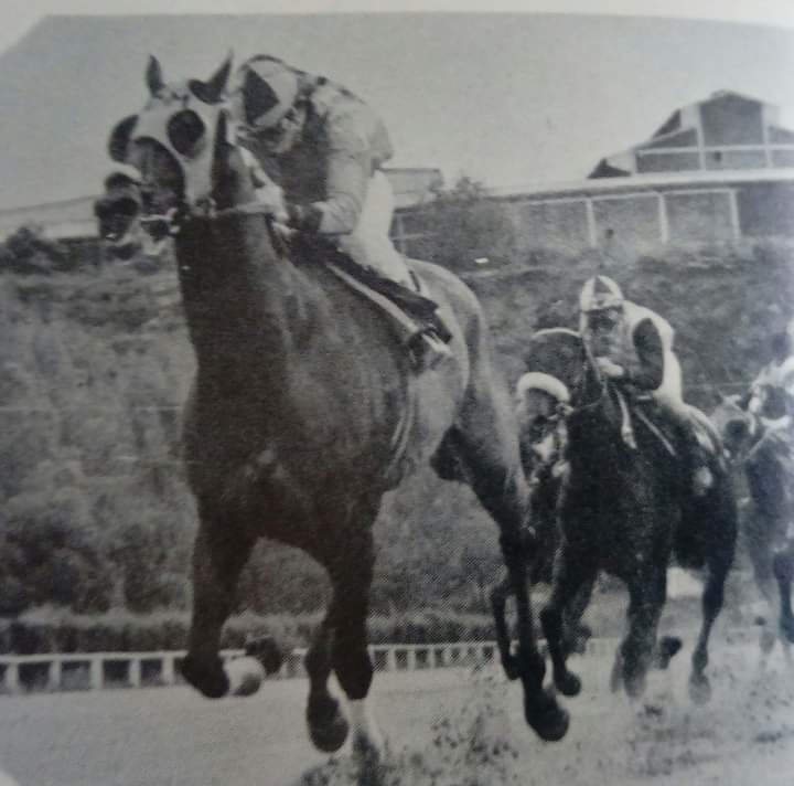 HORSERACING1002's tweet photo. TRIPOT 1971 (LET'S HURRY - DELIA GONE POR SUPER DUPER) Criado por sus propietarios Rancho DMiguel, con record de 9-4-1-1. Clasico Asociacion Nacional de Criadores.#Tripot https://t.co/1hK2gyaDwM