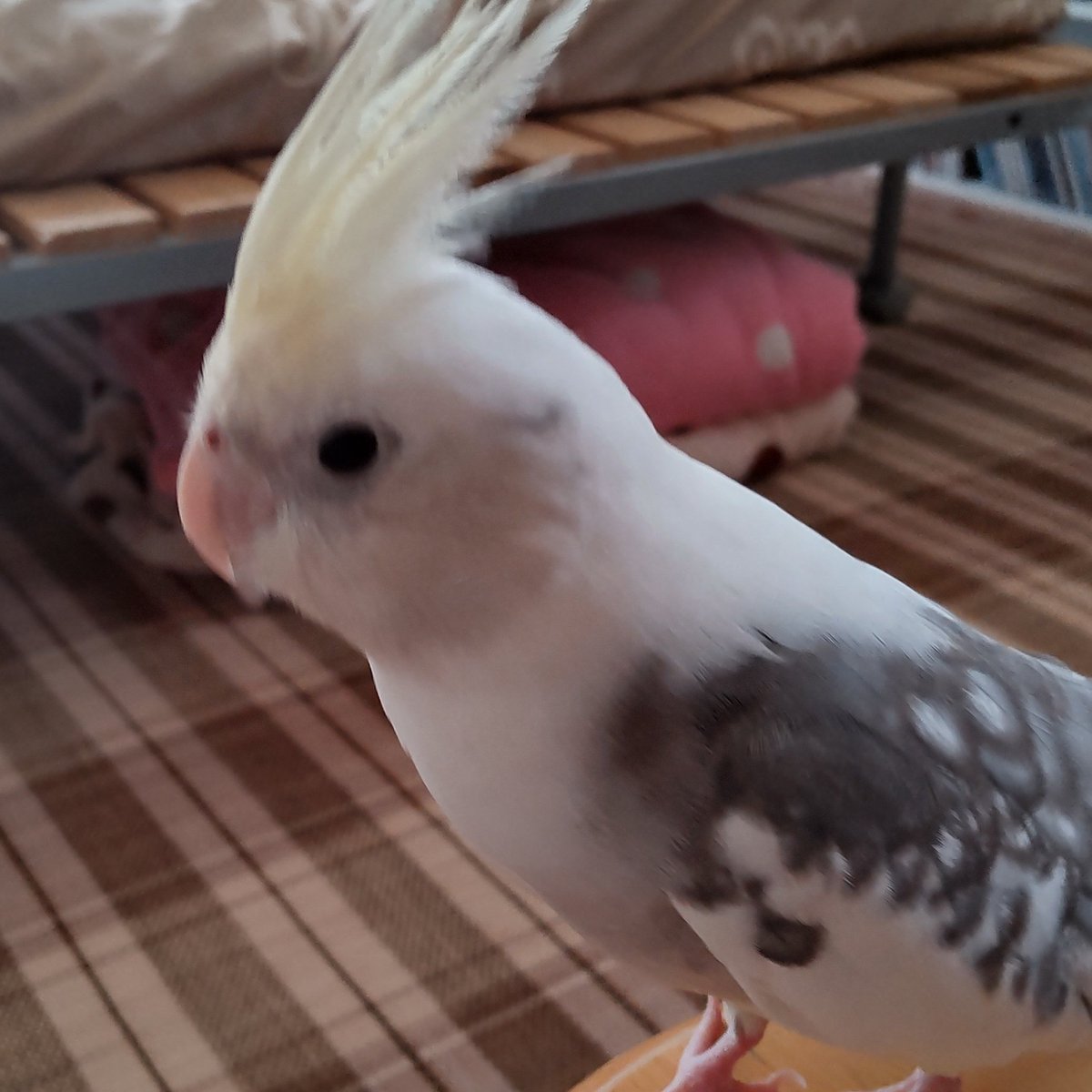 Chocotan5home's tweet photo. オカメインコを探しています
もうすぐ五歳になるオスで白地にグレーのパールパイドでトサカが薄い黄色いです。
目撃された方、または保護された方がおられましたらご連絡ください。 https://t.co/eXc99PURnr