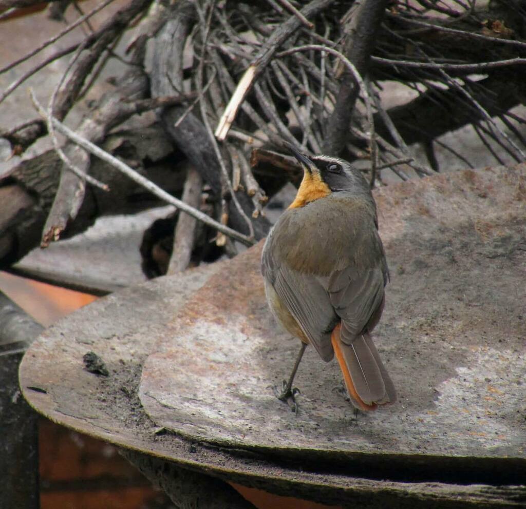 cossypha hashtag on Twitter