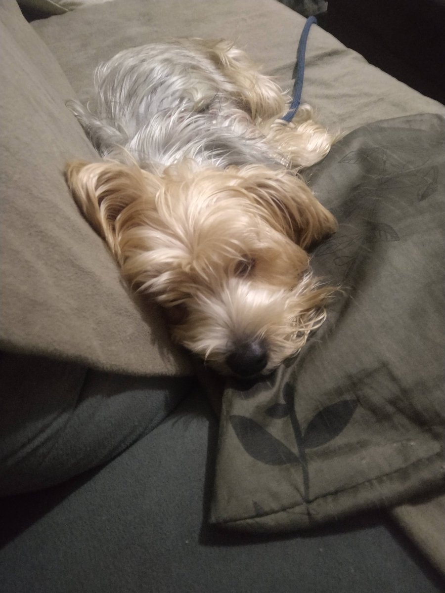 Maatehws's tweet photo. pipoca
o cachorro mais fofo do mundo que sempre tá dormindo https://t.co/jY9ycNOfzi