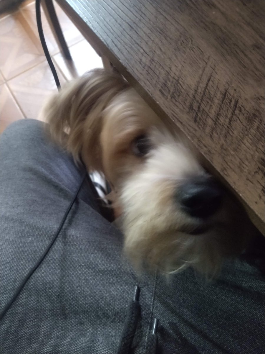 Maatehws's tweet photo. pipoca
o cachorro mais fofo do mundo que sempre tá dormindo https://t.co/jY9ycNOfzi