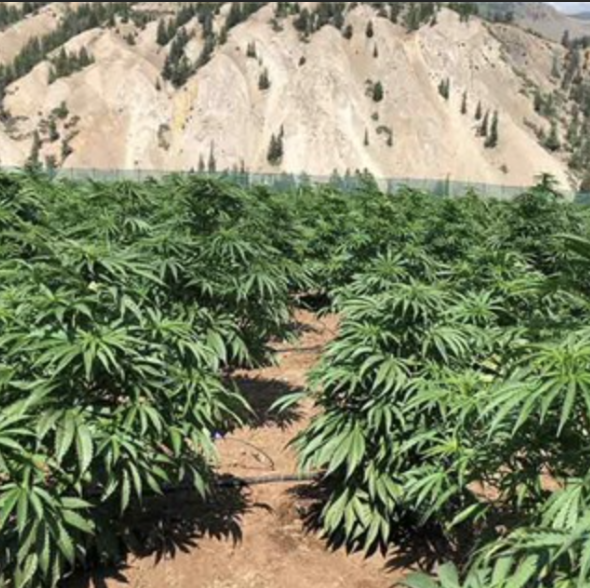 EyeTrax's tweet photo. Eye Trax has partnered with farmers in the cannabis and hemp industries to develop the first solar-powered farm surveillance camera system specifically designed for those industries. For more information, see our Cannabis &amp; Hemp farming page at https://t.co/pozyNGM7Wl https://t.co/RANkl2dONz