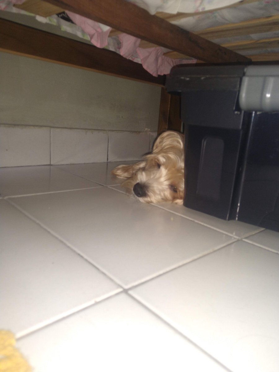Maatehws's tweet photo. pipoca
o cachorro mais fofo do mundo que sempre tá dormindo https://t.co/jY9ycNOfzi