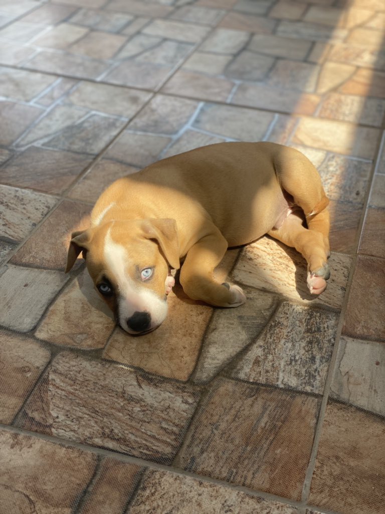 reeitrem's tweet photo. Bom dia do bolt, filhao ❤️🐶🐾🐾🐶 https://t.co/y05aUshfK0
