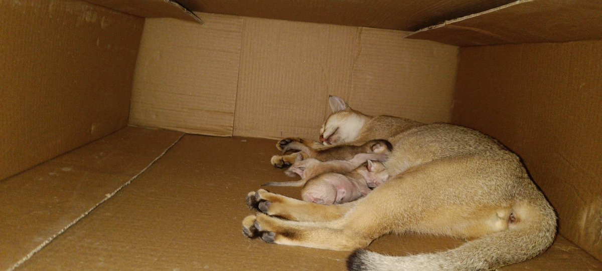 Debajyoti_Saha_'s tweet photo. 3 new #baby has born today. #kittens #Caturday #cat #CatsOfTwitter https://t.co/iRpoOSlOsz