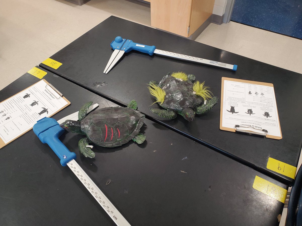MAMatusz's tweet photo. Preparing for a day in the life of Marine Biology..."Rehab or Release?"...students will identify species of sea turtles, measure &amp; weigh them, evaluate the overall health using observations, check ID tags, then decide if the turtle should be released or needs rehab? @GGM_SOARS https://t.co/uUyZXaPhqI