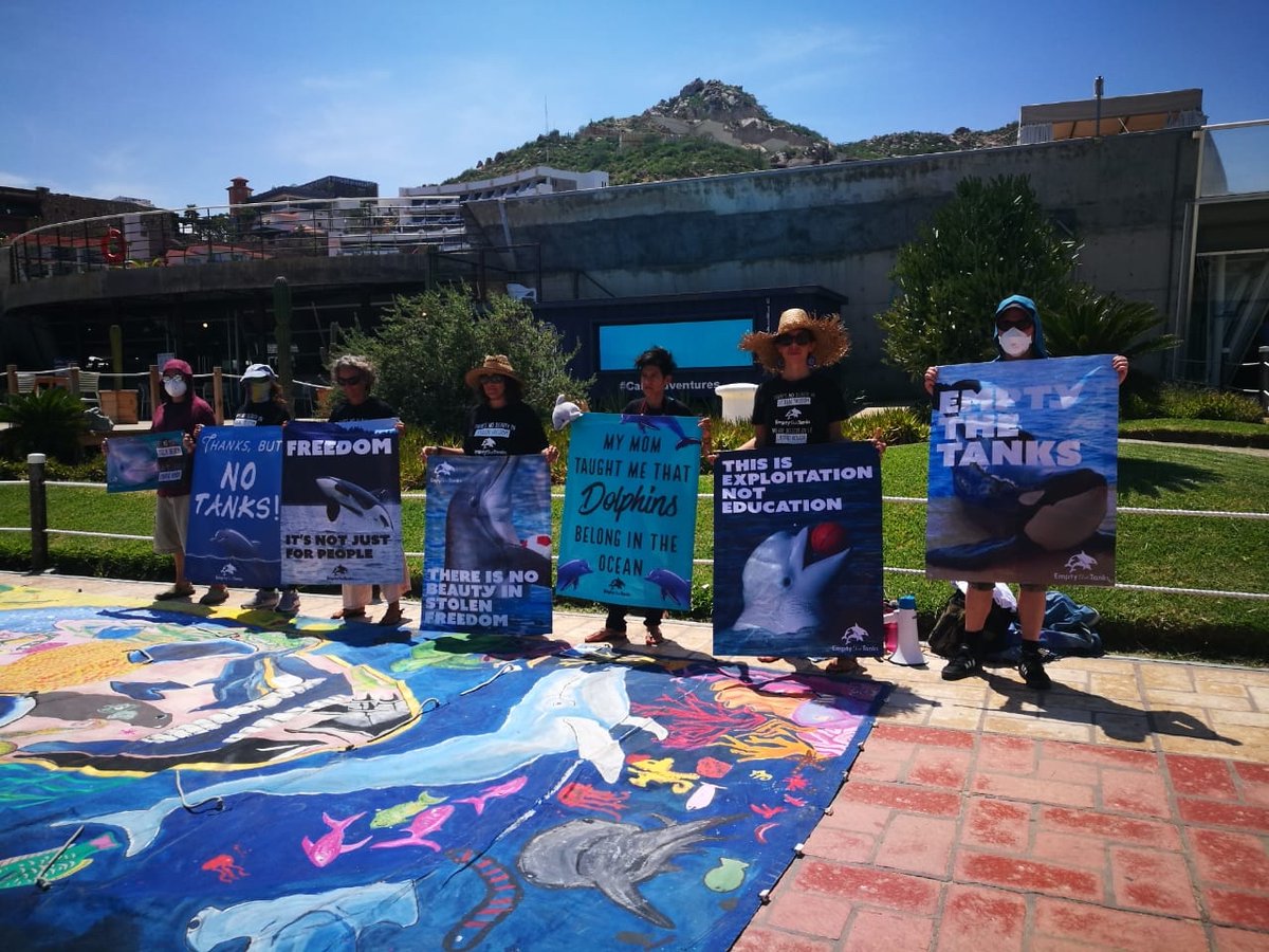 FinsandFluke's tweet photo. Dolphin_Project: Thank you so much to everyone that has participated in #DolphinDefenderMonth! There is still time to get involved and join the virtual race- go to https://t.co/tKMNt67RgO ๐ฌ #DolphinProject https://t.co/mAArlgkIUc