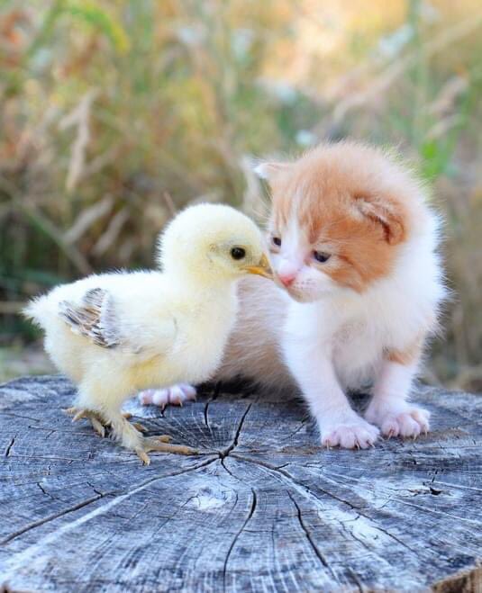 jaingurug's tweet photo. #NaturePhotography #Friends https://t.co/PV379lQ5sS