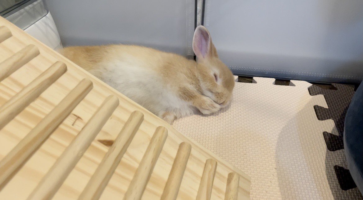 rabbit_mugizo's tweet photo. YouTubeでこんなコメントを頂けて、
うるっときた飼い主でした！！

YouTube初めて良かった！嬉しい！
今後もむぎぞーの成長を投稿していきます🐰

#うさぎ #ウサギ #うさけつ曜日 #うさぎのいる暮らし #うさぎ好きと繋がりたい #rabbit #bunny #うさぎ好き #むぎぞーチャンネル https://t.co/1hGzr4Z14y