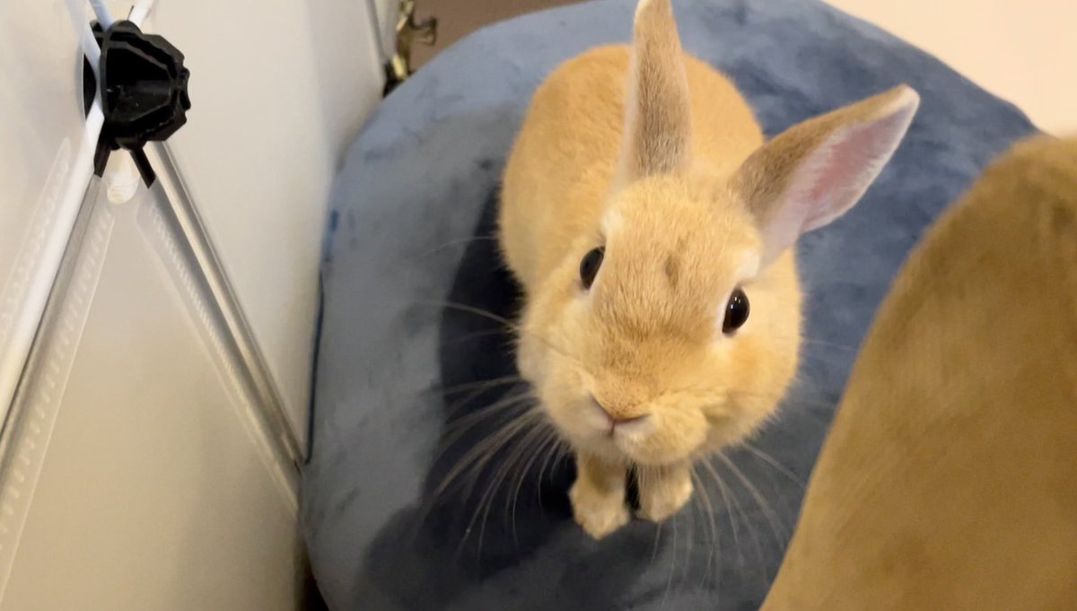 rabbit_mugizo's tweet photo. YouTubeでこんなコメントを頂けて、
うるっときた飼い主でした！！

YouTube初めて良かった！嬉しい！
今後もむぎぞーの成長を投稿していきます🐰

#うさぎ #ウサギ #うさけつ曜日 #うさぎのいる暮らし #うさぎ好きと繋がりたい #rabbit #bunny #うさぎ好き #むぎぞーチャンネル https://t.co/1hGzr4Z14y