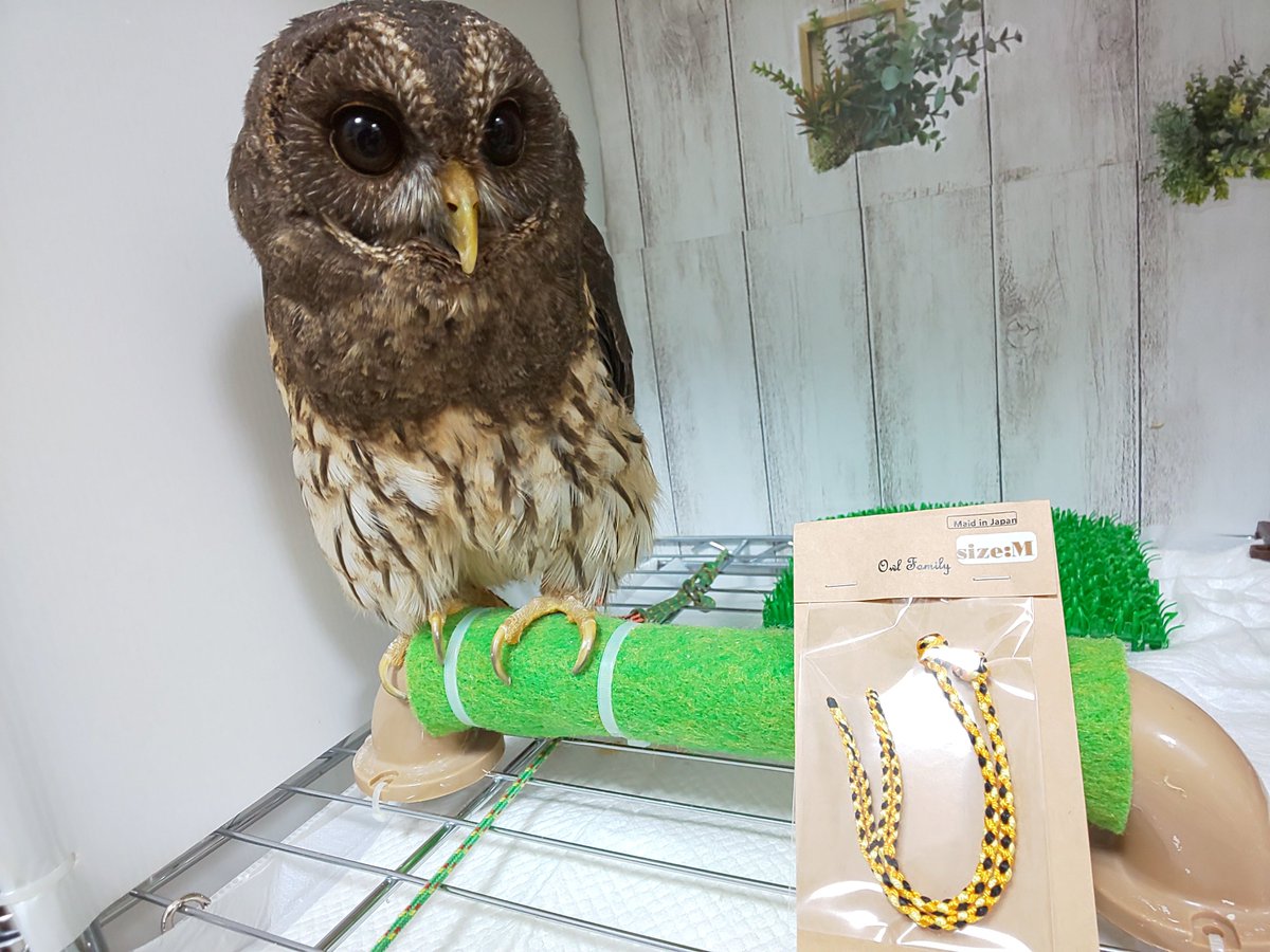 owlfamily2013's tweet photo. ハロウィンカラーのジェス登場中～✴️

#フクロウのみせ  #ジェス
#ふくろう  #フクロウ #大阪
#jesses https://t.co/2KR8wqJAZS