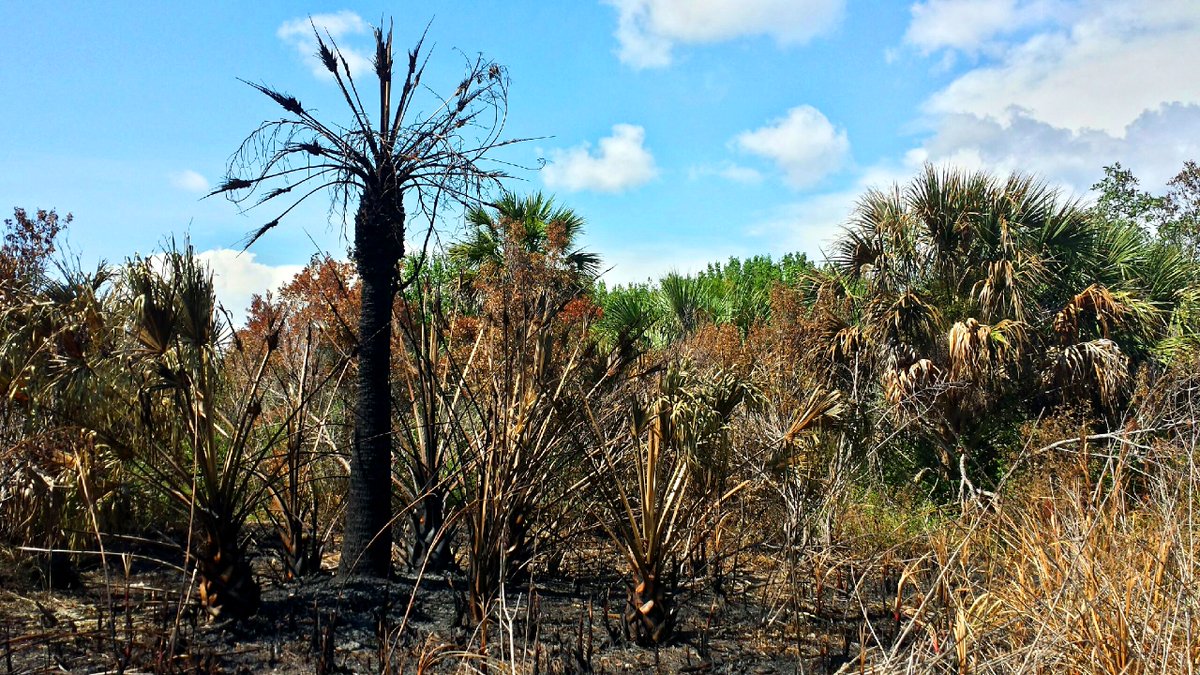 smammalogist's tweet photo. How do #PrescribedFire and vegetation influence bat activity in SW Florida? As you might expect, it's complicated(!) and varies by species. Give our new paper a read to find out more: https://t.co/P8Vkjvhdvv https://t.co/AeHi55QExp