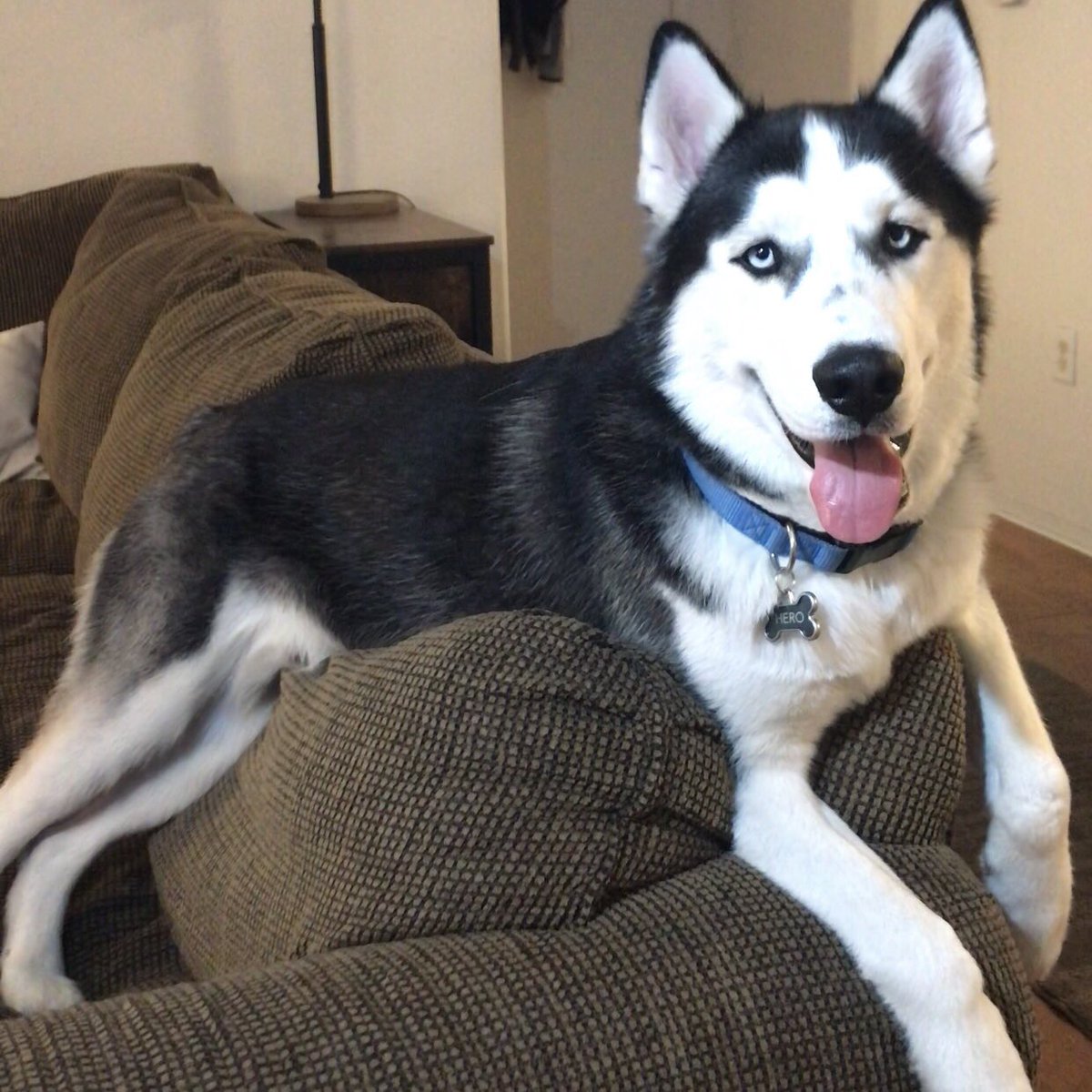 hero_husky's tweet photo. Do your dogs rest in weird ways? Like awkward positions? Mine does. Show me a pic in the comments of your dog being strange lol ❤️ #dogsoftwitter #strangedogs #gottalovethem https://t.co/Dx3aoRTQXH