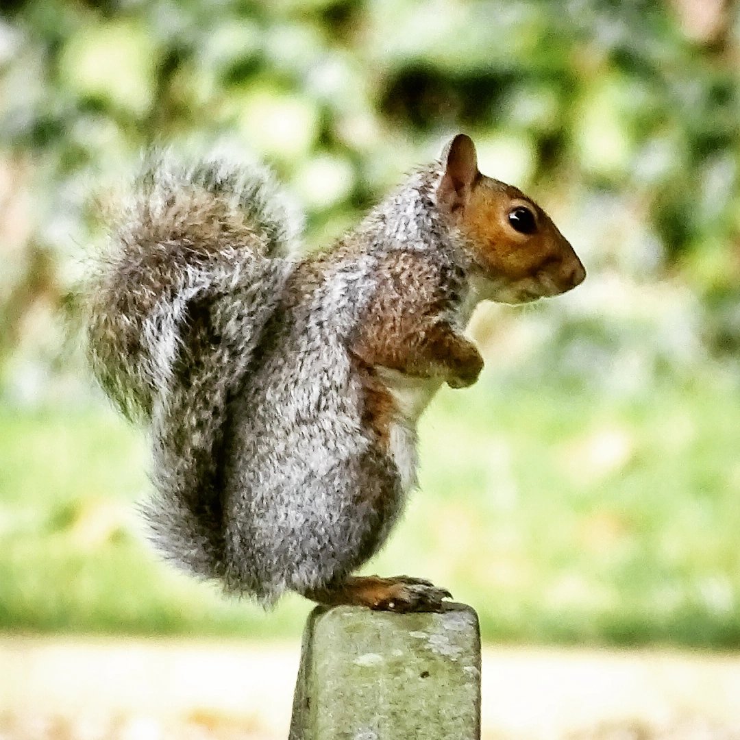 I spent ages watching this squirrel in the churchyard today 🐿️♥️ #squirrel #squirrelwatching #squirrellove #squirrellife #squirrelsquad #littledriffield ##driffield #wolds #yorkshirewolds #eastriding #eastridingofyorkshire #eastyorkshire #lovewhereyoulive