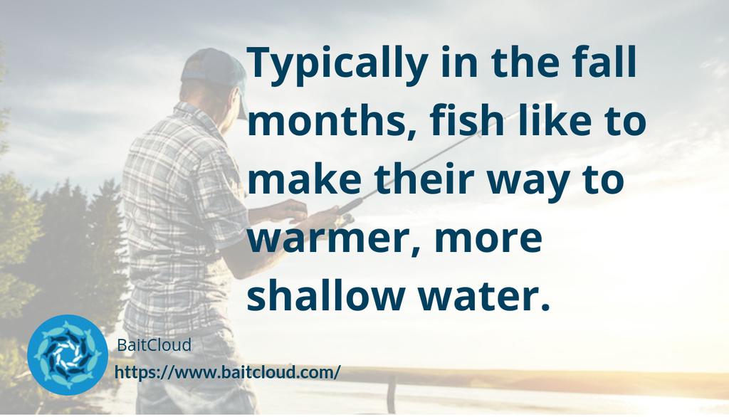 BaitCloud Fishing Corporation tweet media