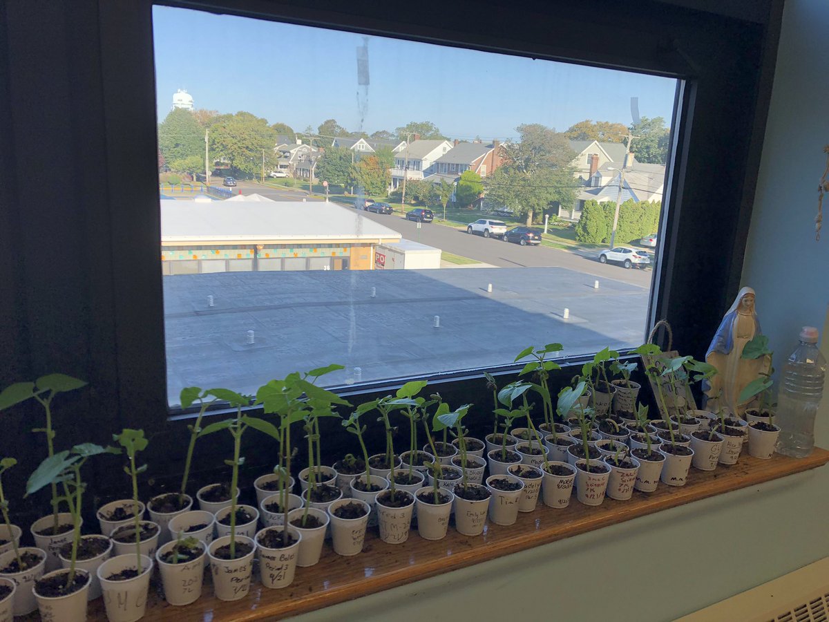 Life comes from life! 7th grade science class germinated, expired by 3 years, green bean (Phaseolus vulgaris) seeds, with approximately 95% success rate. 🙌😃🤔.. now what?? 🤔🌱🌱🌱😨🤷‍♀️LOL <a href="/SCSprincipal/">St. Catharine School</a>