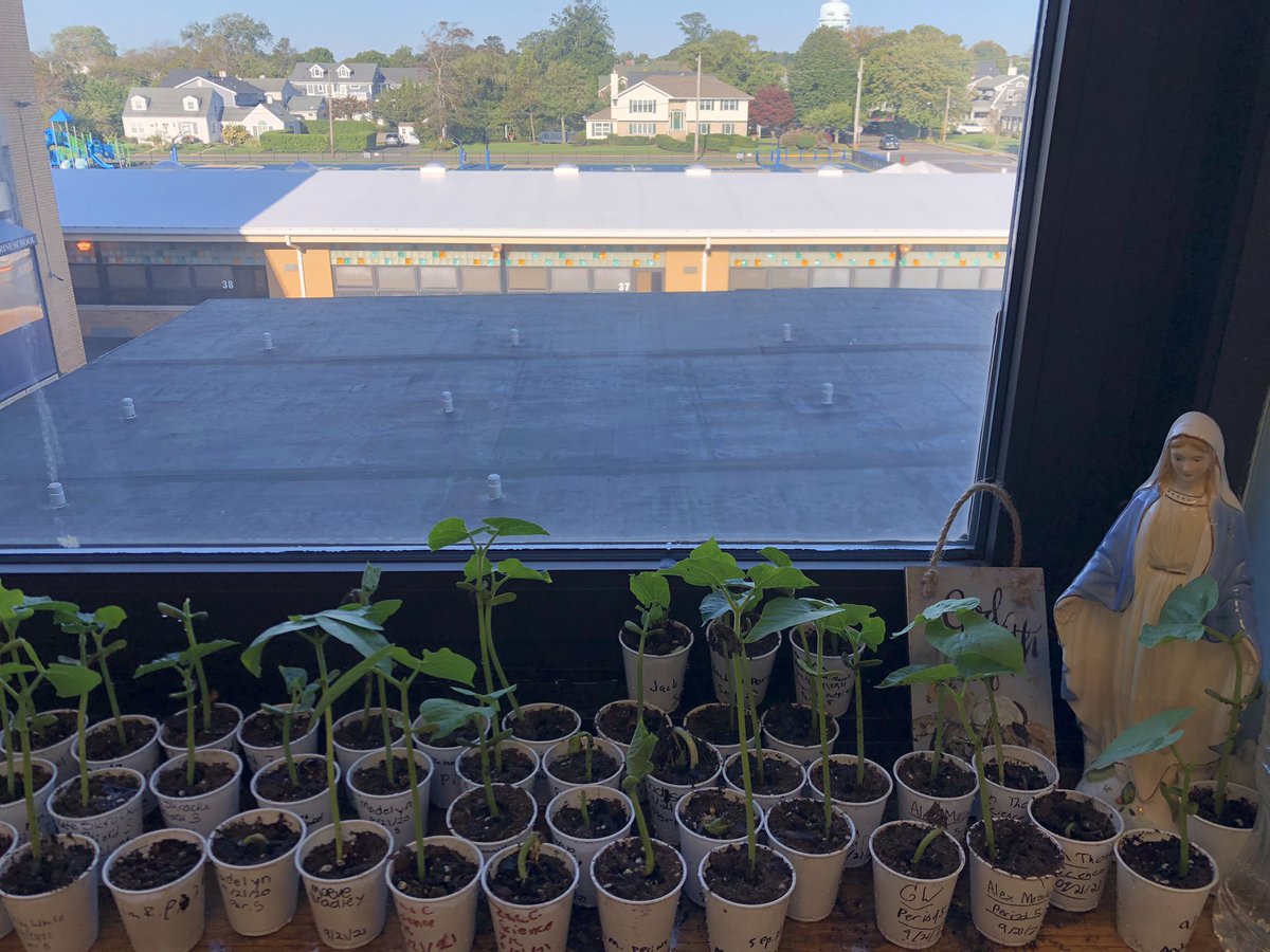 ScsFrancis's tweet photo. Life comes from life! 7th grade science class germinated, expired by 3 years, green bean (Phaseolus vulgaris) seeds, with approximately 95% success rate. 🙌😃🤔.. now what?? 🤔🌱🌱🌱😨🤷‍♀️LOL @SCSprincipal https://t.co/zRoCf3e1M7