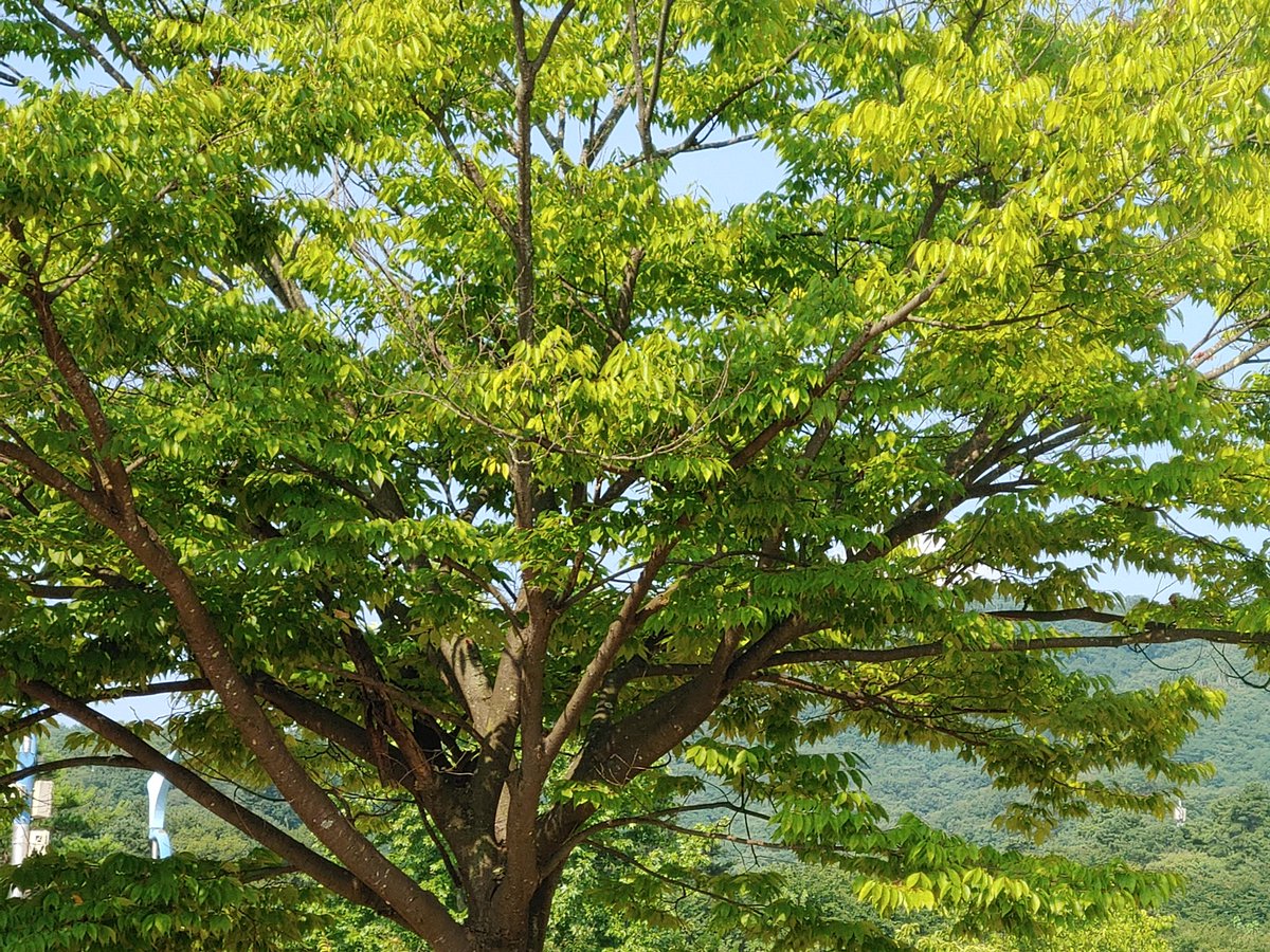 White (@eoskan44444) on Twitter photo 