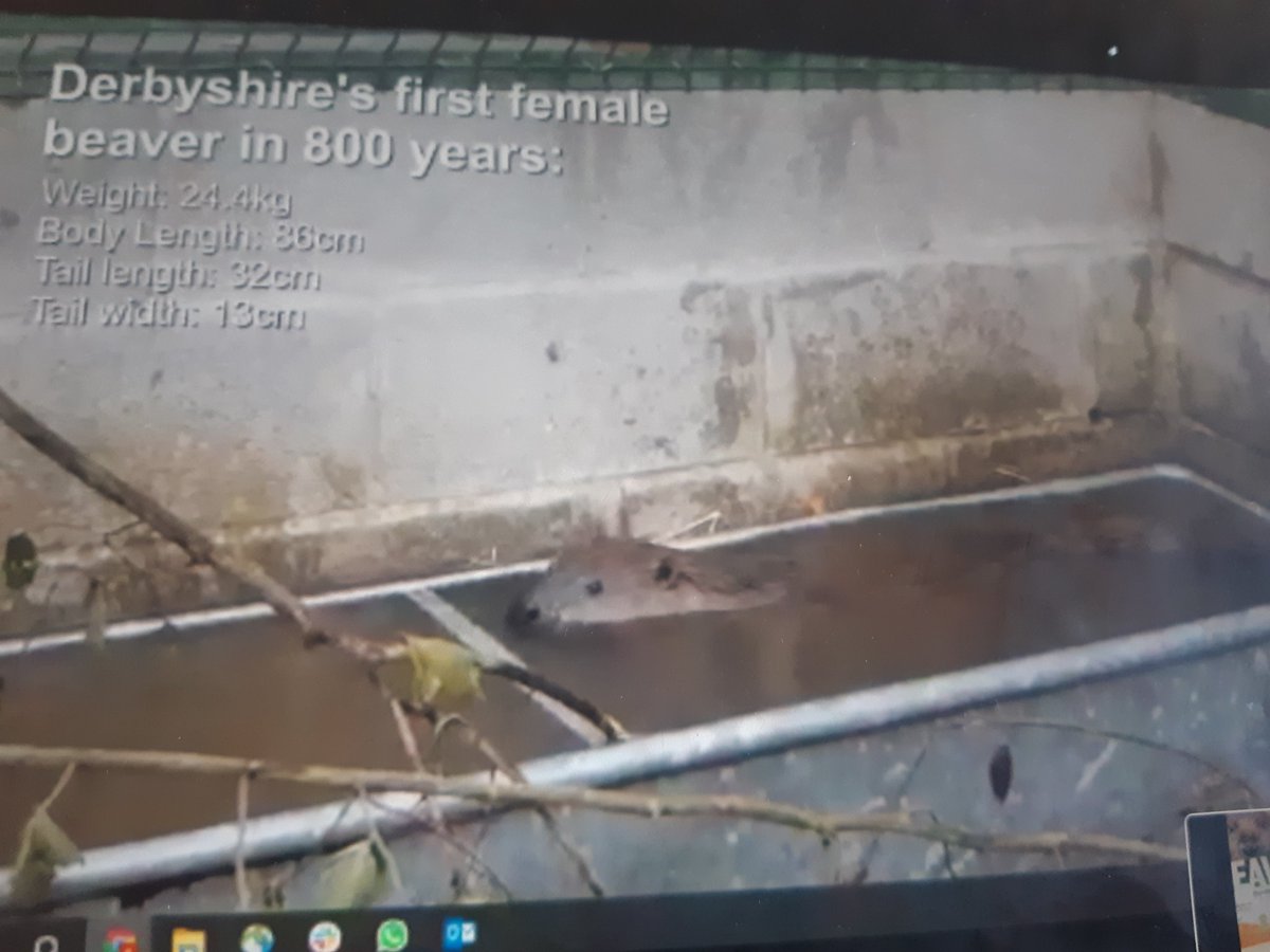 GillianFoxcroft's tweet photo. #Beavers back in Derbyshire from today!
Congratulations to all involved
@DerbysWildlife @BeaverTrust @CornwallBeaver @kernowbeaver @sophiepavs @ninaconstable @gow_derek @CraigBennett3 @IoloWilliams2 @JoSmithDWT @moorsman @stwater #BeaversWithoutBorders #NatureBasedSolutions https://t.co/D8fDiMrHcv