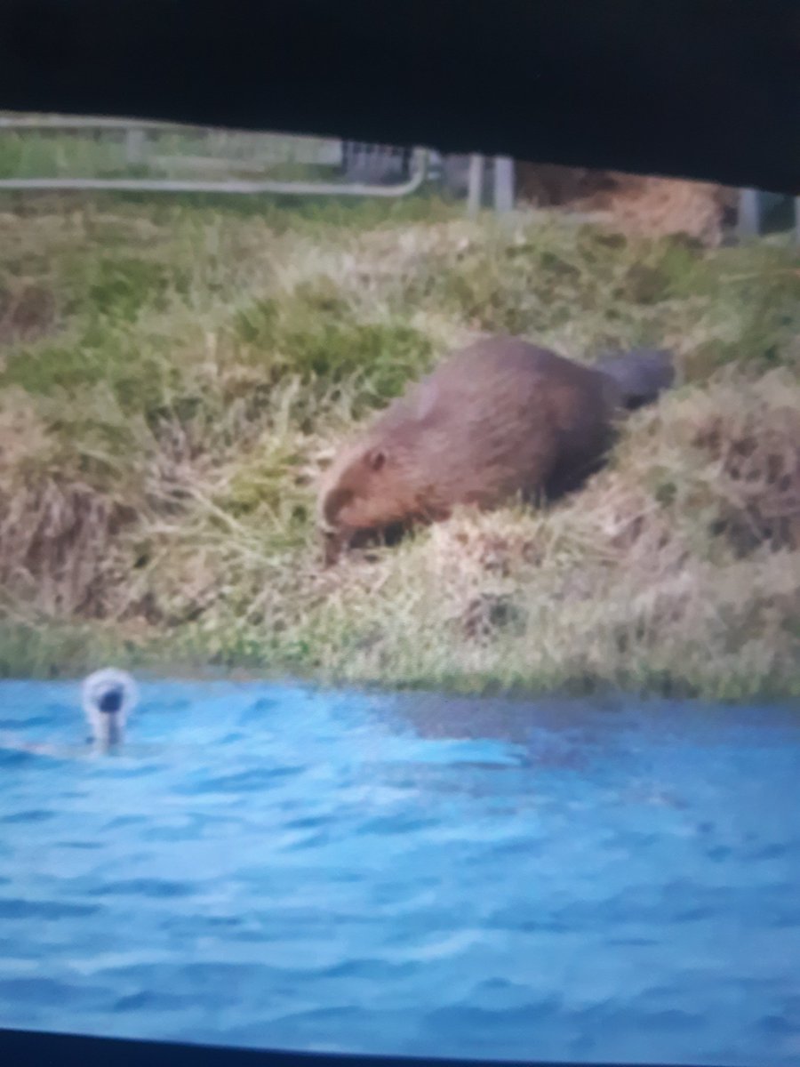 GillianFoxcroft's tweet photo. #Beavers back in Derbyshire from today!
Congratulations to all involved
@DerbysWildlife @BeaverTrust @CornwallBeaver @kernowbeaver @sophiepavs @ninaconstable @gow_derek @CraigBennett3 @IoloWilliams2 @JoSmithDWT @moorsman @stwater #BeaversWithoutBorders #NatureBasedSolutions https://t.co/D8fDiMrHcv