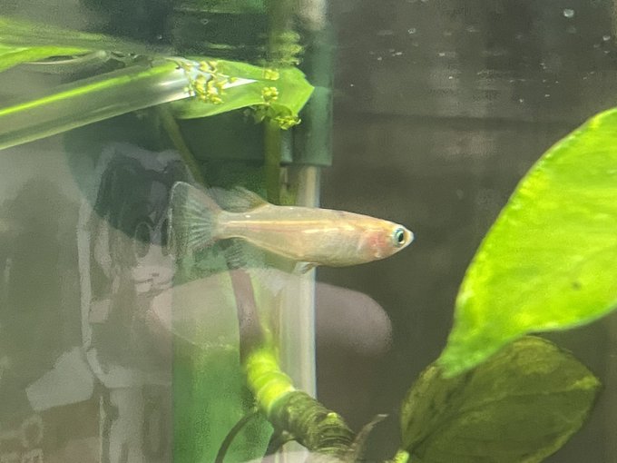 水草のtwitterイラスト検索結果 古い順 水草のtwitterイラスト検索結果 古い順