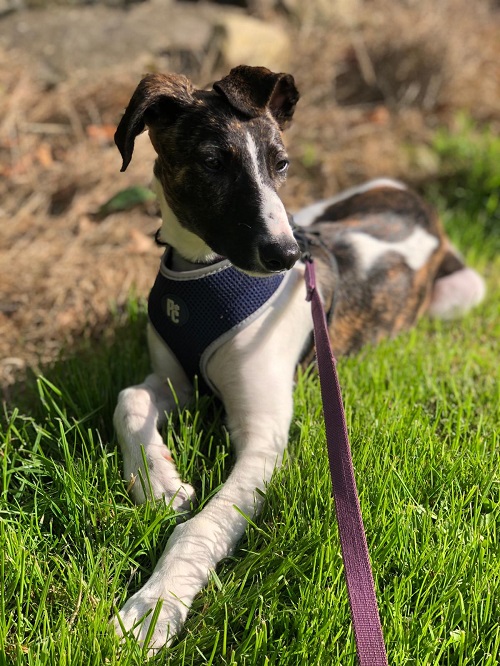 DownDogNI's tweet image. It can take 48-72 hrs for your dog to come fully back down off their stress high &amp;amp; if subsequent arousing events occur, then your dog is highly likely to react. 
We focus on helping your dog calm right down in our #ReactiveRover course, starting 30th Sept: downdog.co.uk/reactive