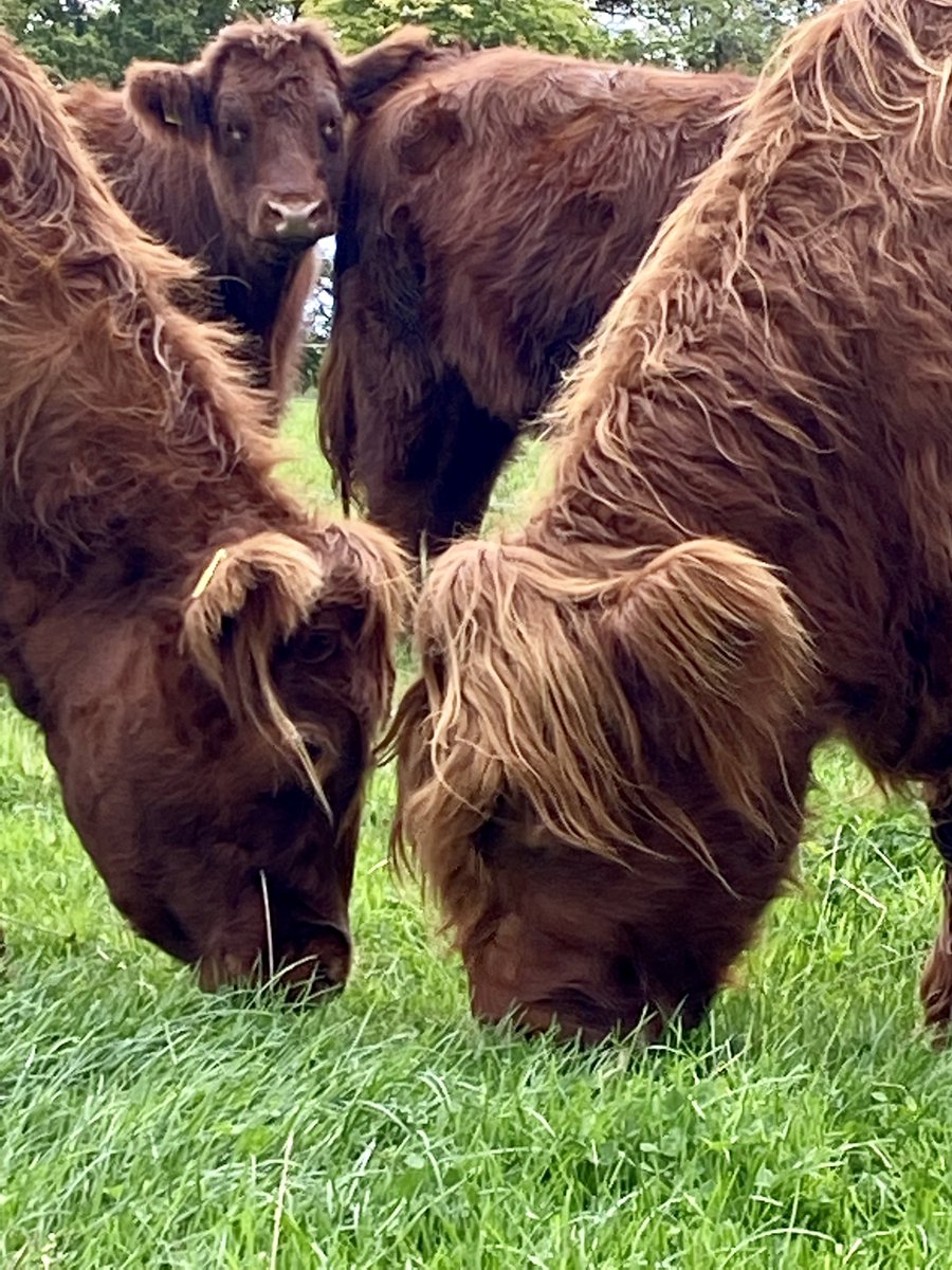 capielaw's tweet photo. Looking forward to seeing our 100% #grassfed and finished pure #highlandbeef in #Mathiesons, Edinburgh butchers next week. @highlandsociety #farmtofork https://t.co/FpUYT42zI9