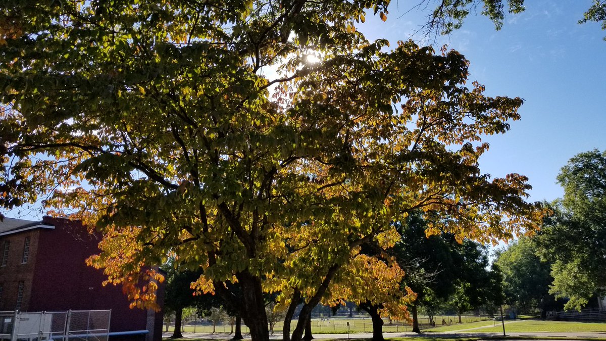 PhilipWoodward8's tweet photo. @EfdotStudio Here's a golden orange tree basking in the morning sunshine outside of my office in Raleigh, North Carolina! 🙂🌞💛🧡🍂 #NCFallofFame https://t.co/01WfAmr6pe