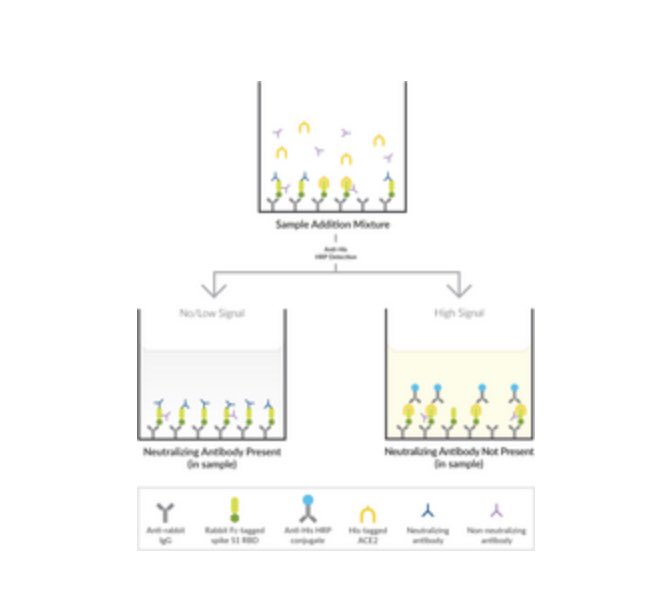 COVID-19 ÜRÜNLERİ
📌 SARS-CoV-2 Nötralize Edici Antikor Tespiti ELISA kiti

caymanchem.com/product/502070…