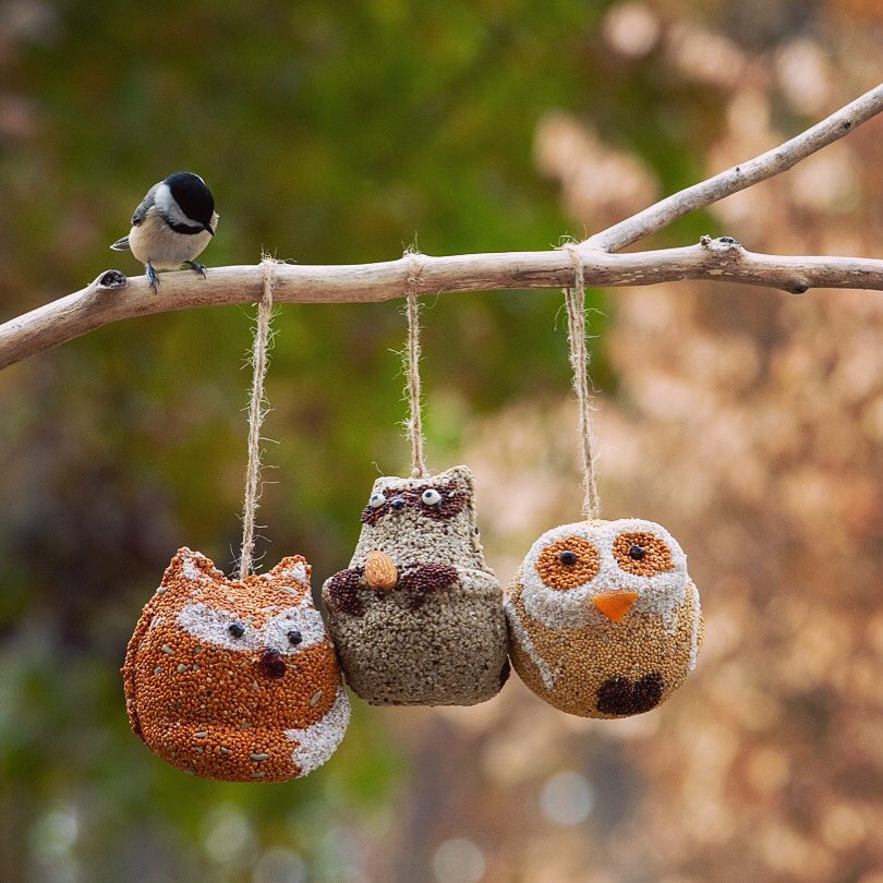 wildbird7370's tweet photo. Fall Friends 🍂😊 It’s kind of funny how the chickadee and “raccoon” are staring at each other 😁
#birdtwitter #birdfeeding #backyardbirds #bestbirdshots #birders #birderslife #birdwatching #naturelovers #getoutside #wildbirdcentersofamerica #wildlifelover #chickadee #fallfriends https://t.co/tmEPopO1rG