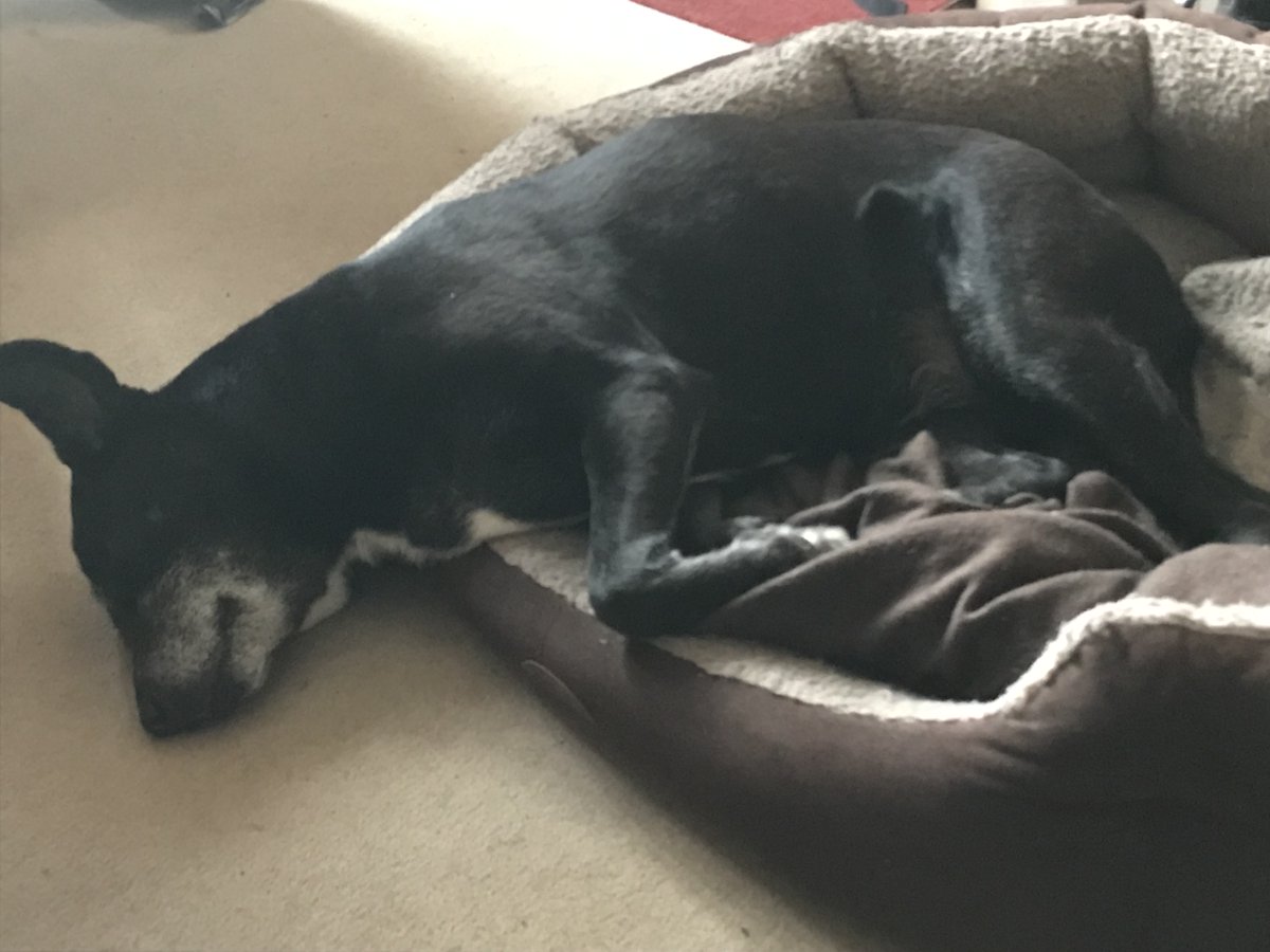 BasementB61's tweet photo. #CIOFFC #pawsinconvention Jess is paying attention. Honest! https://t.co/NFyve50JF9