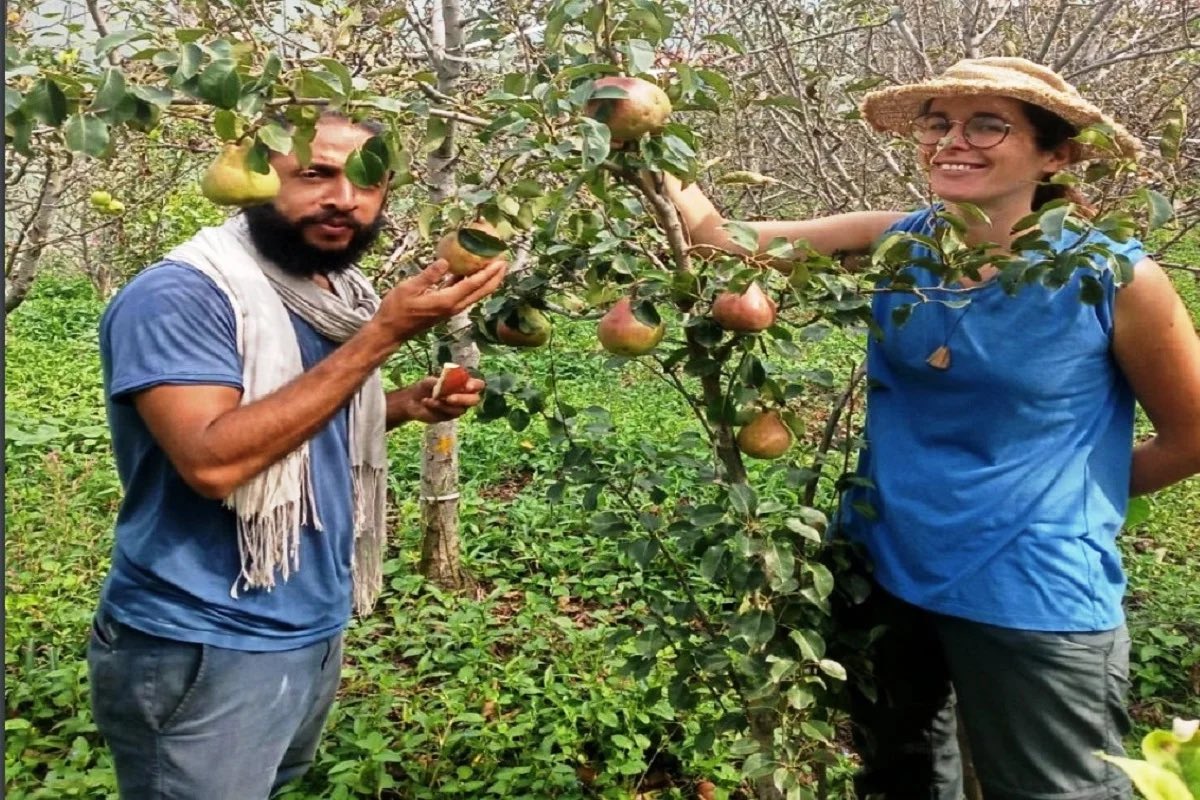 RajivKumar1's tweet photo. As #NaturalFarming gradually becomes a choice alternative among farmers, healthy yield &amp; safe-impact practices demonstrate its long-term #sustainability - with addl. testimony in improved soil profile, the practice is finding takers in people from anywhere
https://t.co/Z8eq4NqkxN https://t.co/1avNGjzLAU