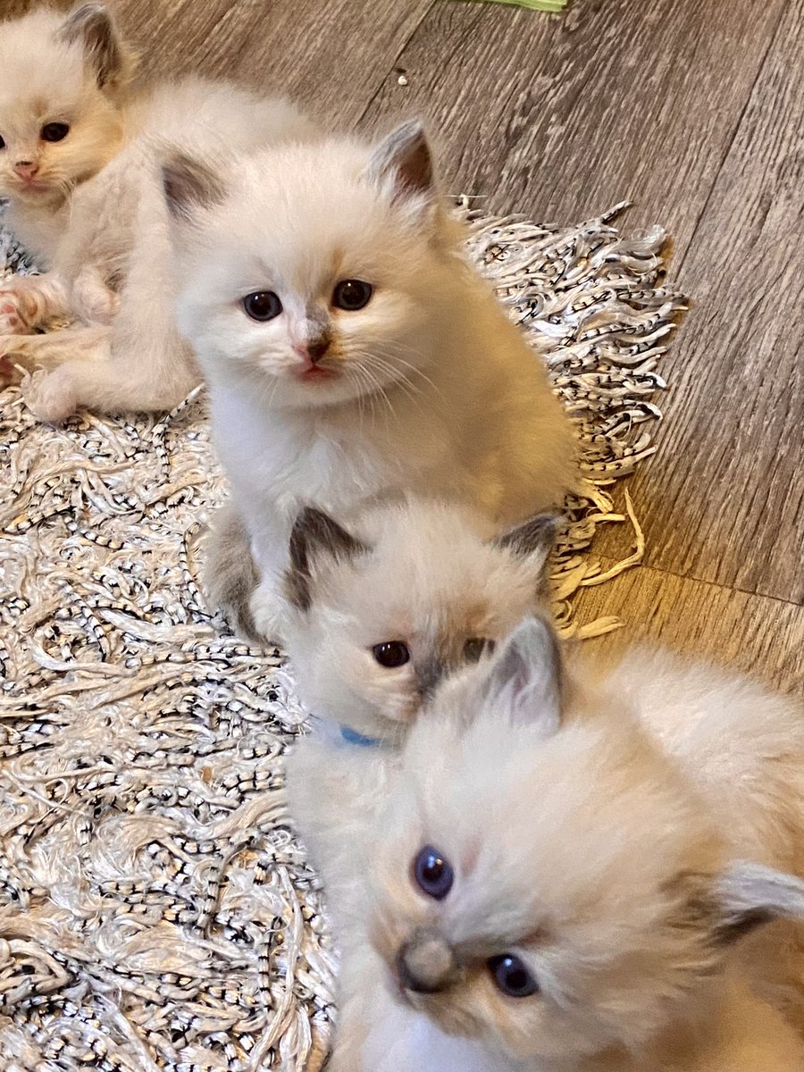 SonyaKirk18's tweet photo. Some little bathtime visitors this morning 🥰 #kittensoftwitter #ragdollkittens #fluffykittens #accreditedbreeder #pedigreekittens #registeredbreeder https://t.co/Y7p28pwbRk