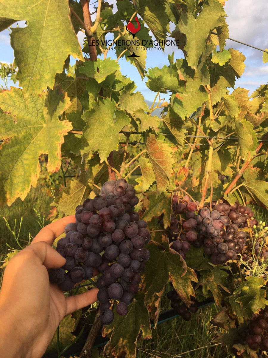CasanovaAghione's tweet photo. #Vendanges2021 Le raisin est prêt à être cueilli ! 🍇
Cépage : Sciacarellu BIO
#corse @vinsdecorse @VinsDD https://t.co/7SgVrIsnbu