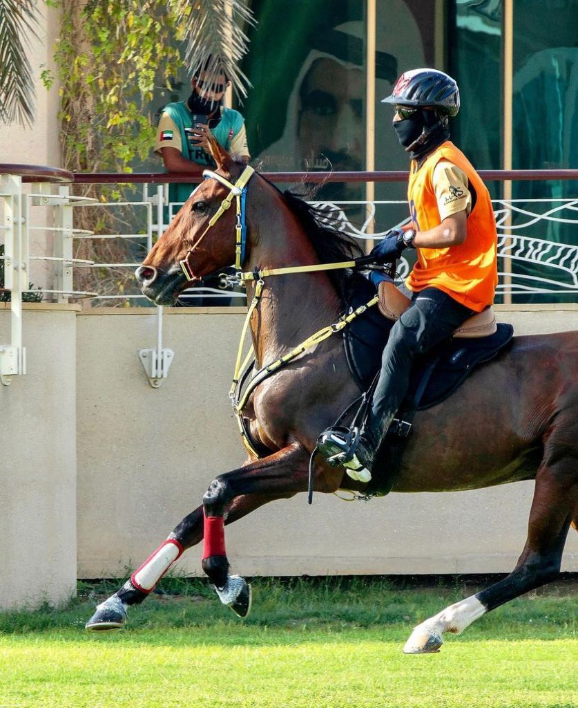 SetziSaddles's tweet photo. If you have discipline, drive and determination, nothing is impossible. 
PC: @endurancedubai https://t.co/Ah7WY0n8gN