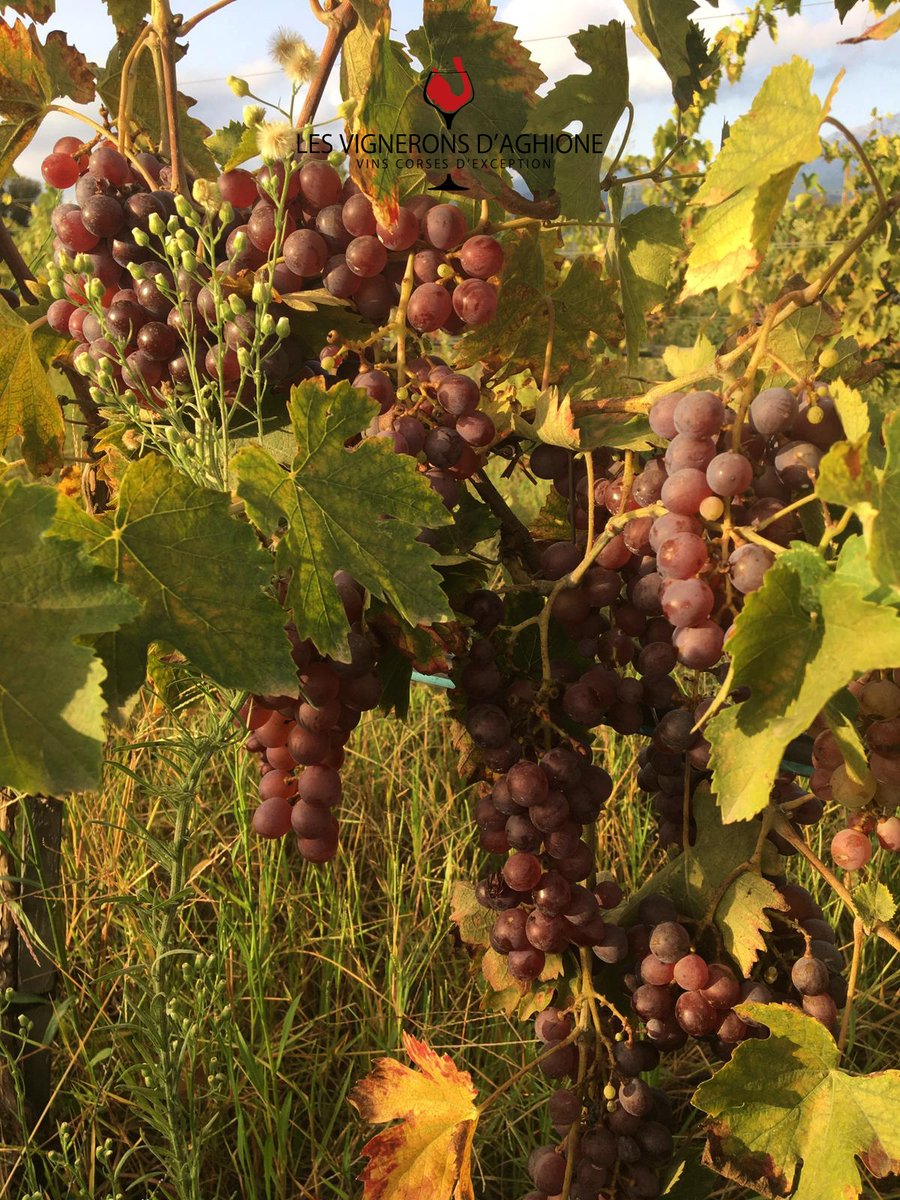 CasanovaAghione's tweet photo. #Vendanges2021 Le raisin est prêt à être cueilli ! 🍇
Cépage : Sciacarellu BIO
#corse @vinsdecorse @VinsDD https://t.co/7SgVrIsnbu
