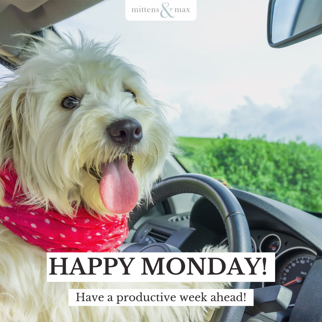 MittensAndMax's tweet photo. HAPPY MONDAY! Have a productive week ahead! 🙌😍🐶

#mondaymotivation #mittensandmaxpets #haveaproductiveweek https://t.co/ndKBfZ0zYi