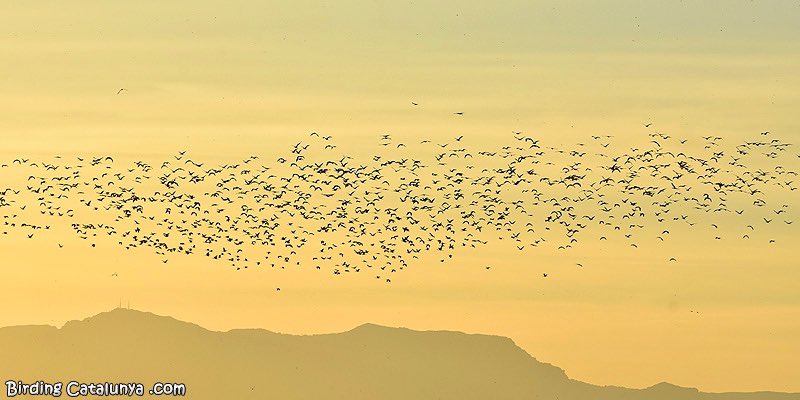 Alucinante ver como los moritos (Plegadis falcinellus) se dirigen a los dormideros en el Goleró, en el Delta del Ebro (durante el @DeltaBirdingF )
#deltabirdingfestival #dbf21 #dbf2021