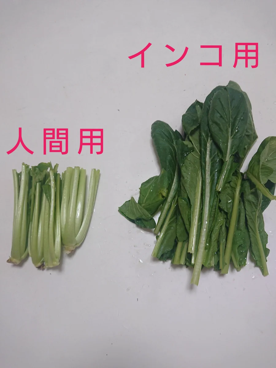 小松菜をペットと人間用に分けると…。人間用がしょぼくなるｗｗ