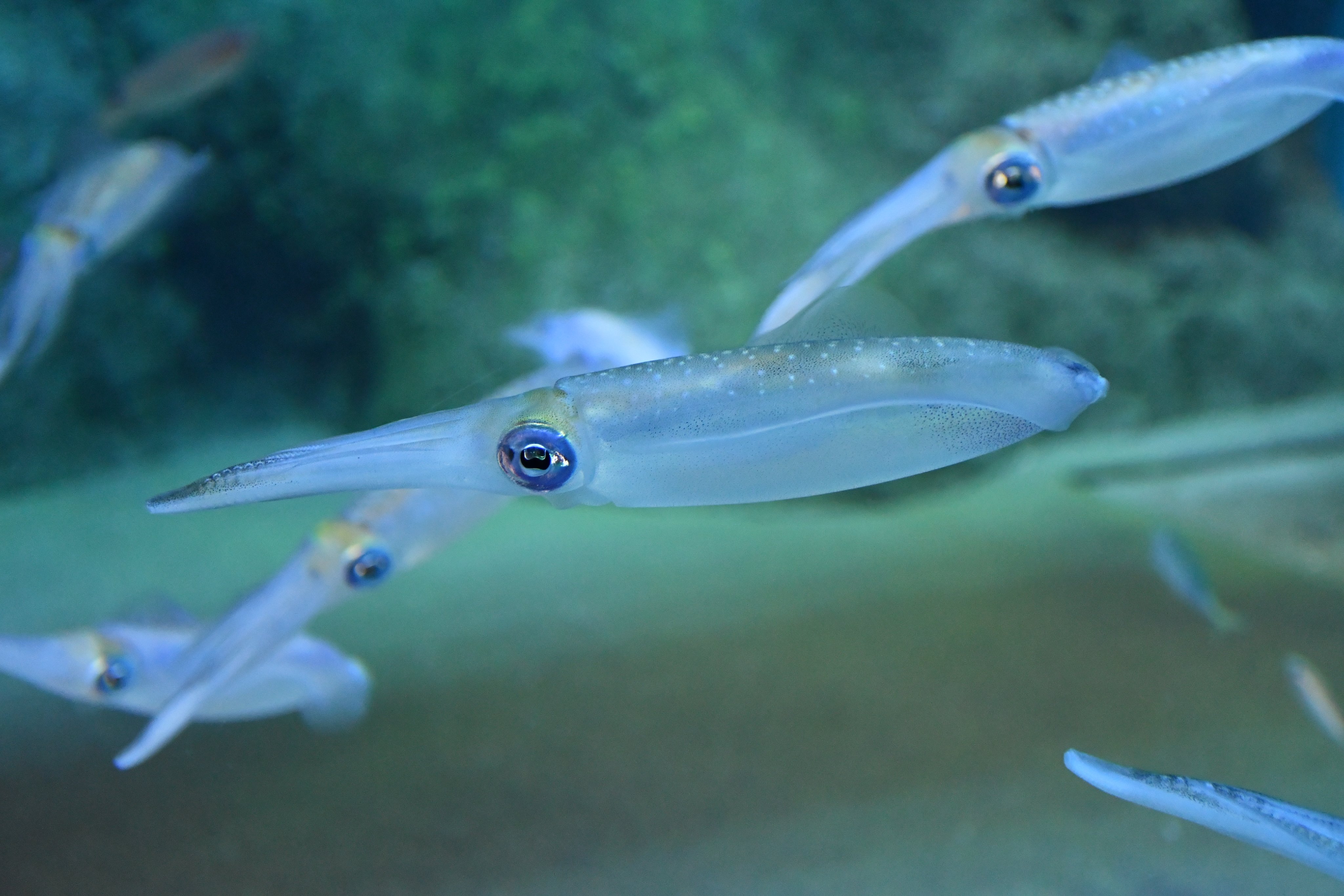 新潟市水族館マリンピア日本海pr 暖流の旅ゾーンにアオリイカを展示しました アオリイカ マリンピア日本海 水族館 イカ 新潟 T Co Kghi4epdpi Twitter