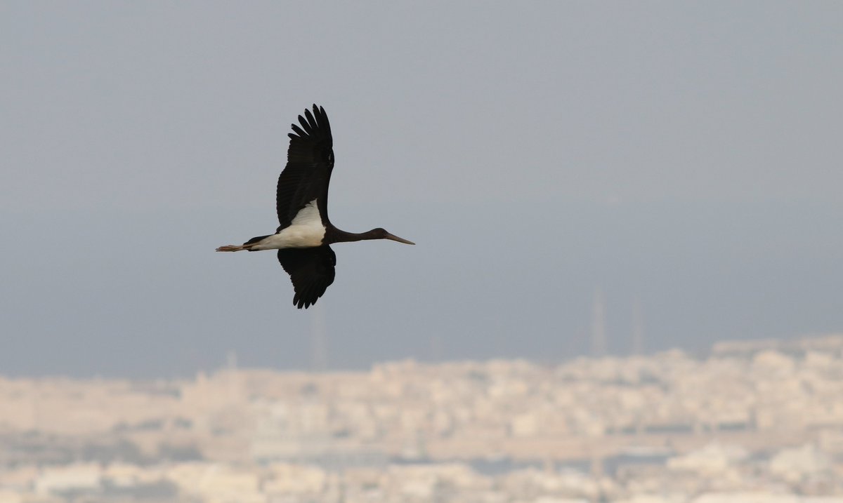 BirdLife_Malta's tweet photo. This #BlackStork was sighted by BirdLife Malta birdwatchers & nature photographers this weekend at Buskett. It seems to have survived Friday's massacre of protected birds, contrary to a #LesserSpottedEagle, also seen on the day, but suspected missing: https://t.co/Dffj1GbeUb. https://t.co/L5iBcIiklF