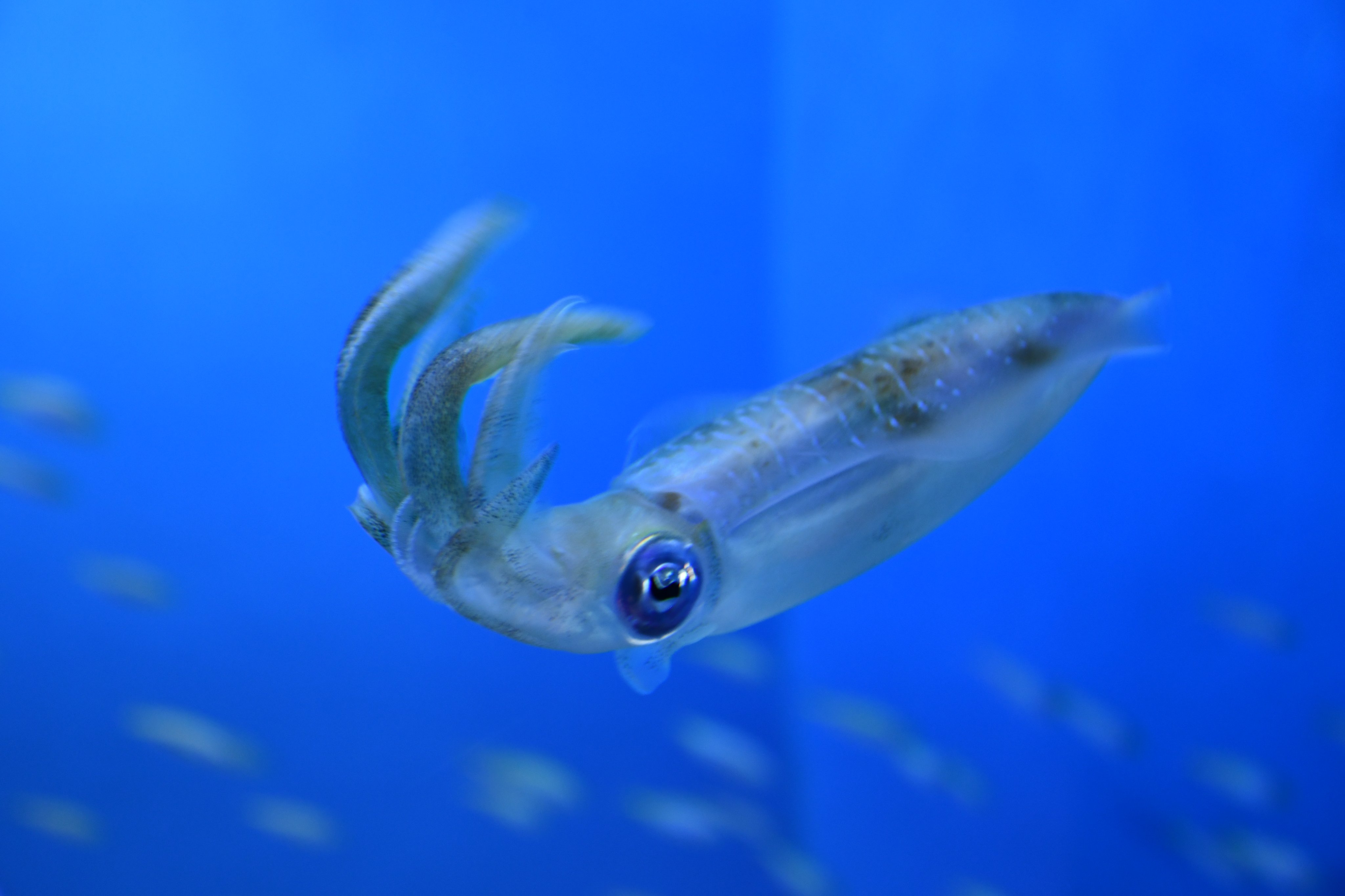 新潟市水族館マリンピア日本海pr 暖流の旅ゾーンにアオリイカを展示しました アオリイカ マリンピア日本海 水族館 イカ 新潟 T Co Kghi4epdpi Twitter