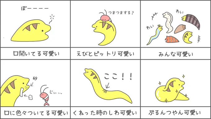 ウツボって可愛い 