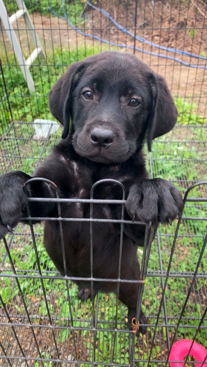 埼玉のスバル🐕‍🦺SUBARU tweet media