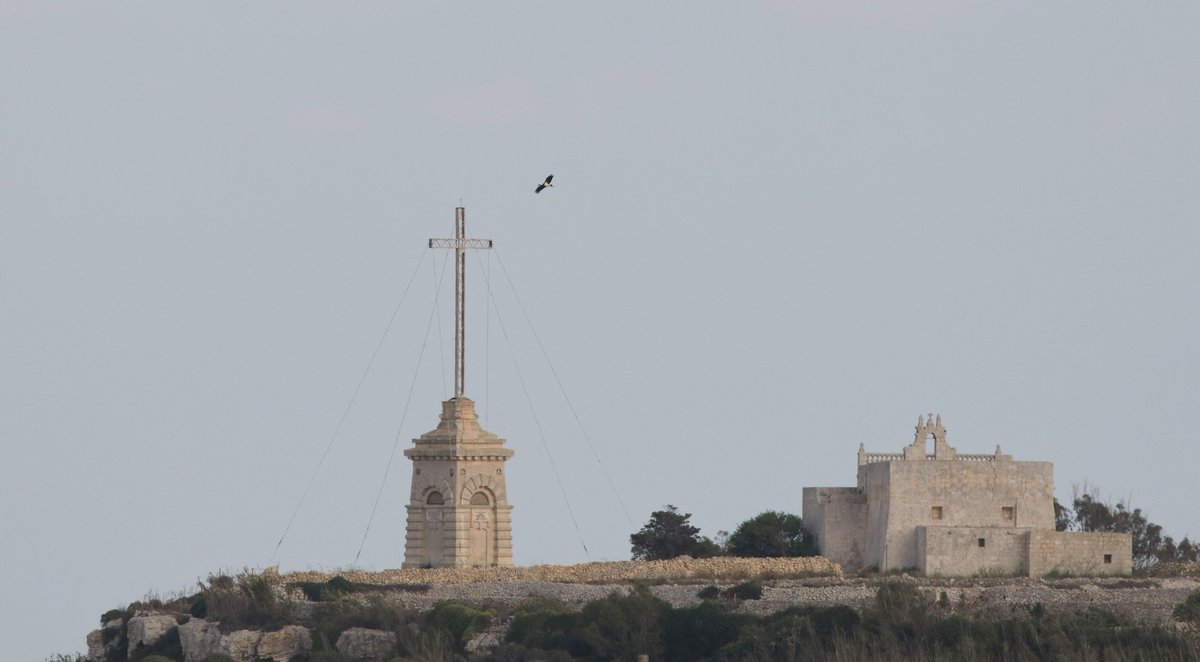 BirdLife_Malta's tweet photo. This #BlackStork was sighted by BirdLife Malta birdwatchers & nature photographers this weekend at Buskett. It seems to have survived Friday's massacre of protected birds, contrary to a #LesserSpottedEagle, also seen on the day, but suspected missing: https://t.co/Dffj1GbeUb. https://t.co/L5iBcIiklF