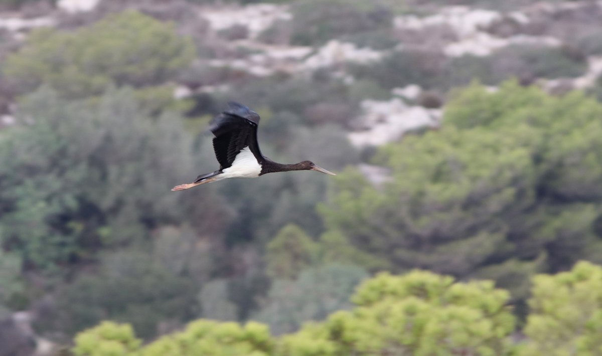 BirdLife_Malta's tweet photo. This #BlackStork was sighted by BirdLife Malta birdwatchers & nature photographers this weekend at Buskett. It seems to have survived Friday's massacre of protected birds, contrary to a #LesserSpottedEagle, also seen on the day, but suspected missing: https://t.co/Dffj1GbeUb. https://t.co/L5iBcIiklF