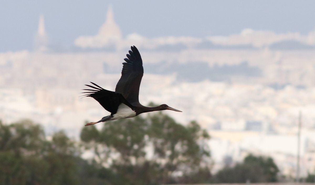 BirdLife_Malta's tweet photo. This #BlackStork was sighted by BirdLife Malta birdwatchers & nature photographers this weekend at Buskett. It seems to have survived Friday's massacre of protected birds, contrary to a #LesserSpottedEagle, also seen on the day, but suspected missing: https://t.co/Dffj1GbeUb. https://t.co/L5iBcIiklF